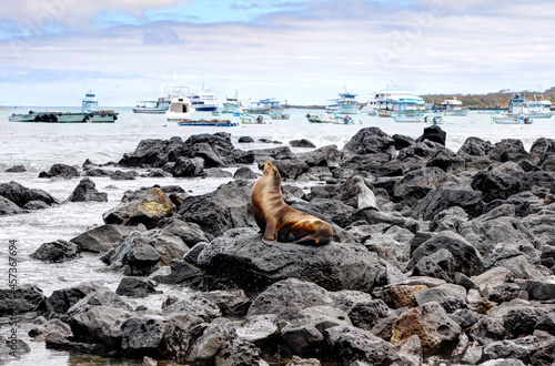 Galapagos
Sea lions
Leones marinos