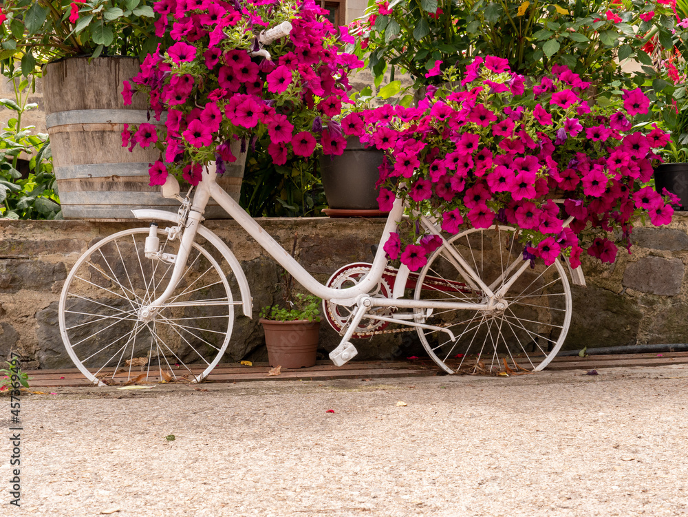 An old retro white bicycle, adorned with pink flowers growing from the garden