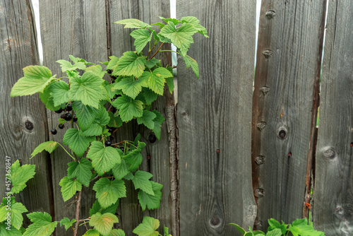 Branches of a black currant bush on the background of a wooden fence. © YuNIK