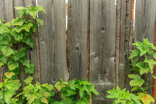 Branches of a black currant bush on the background of a wooden fence.