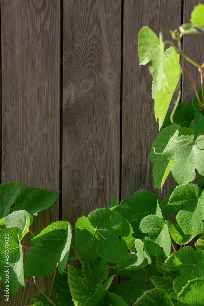 Curly green leaves on the background of a wooden wall with a place for text. Curly green leaves on the background of a wooden wall with a place for text.