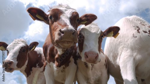 Three red white calves looking into the camera at a blue sky with cloud. The right calf has the head (out of picture) down