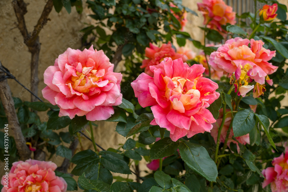 Colourful rose flower garden in full bloom Colourful rose flower garden in full bloom