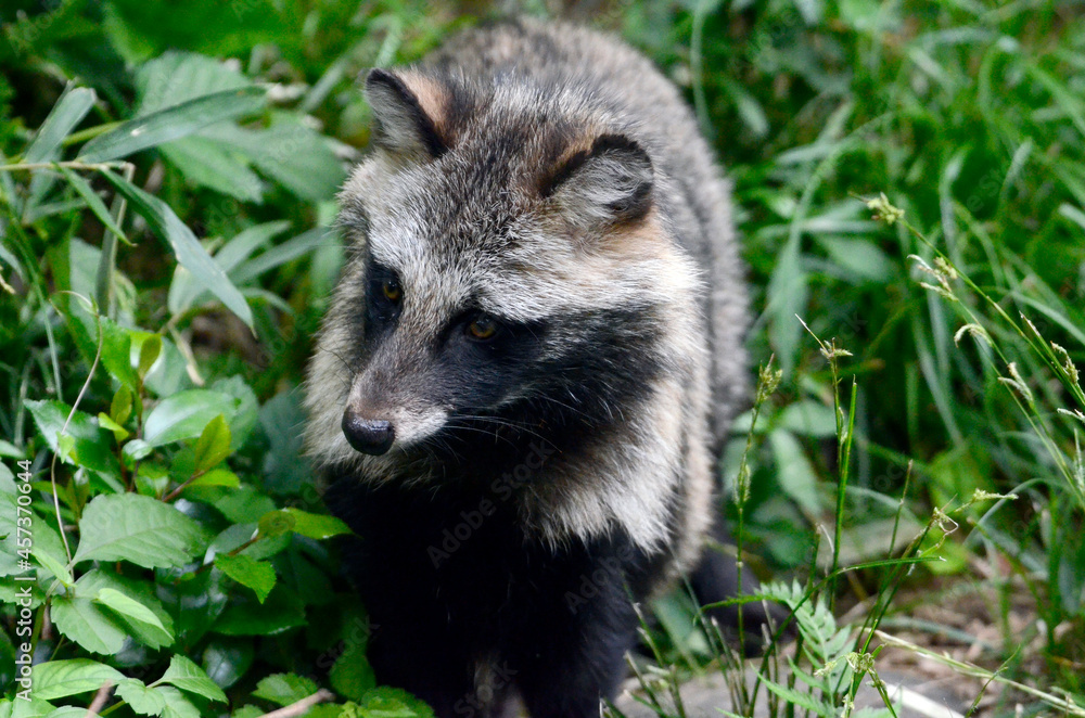 Naklejka premium タヌキ