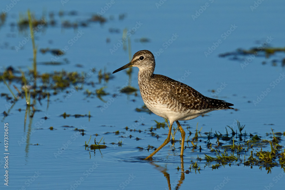 Wood sandpiper (Tringa glareola) Wood sandpiper (Tringa glareola)