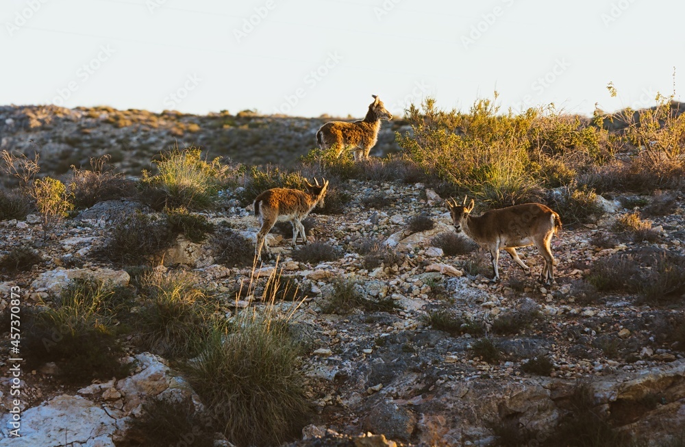 Female wild horned goats of the species Capra pyrenaica hispanica also