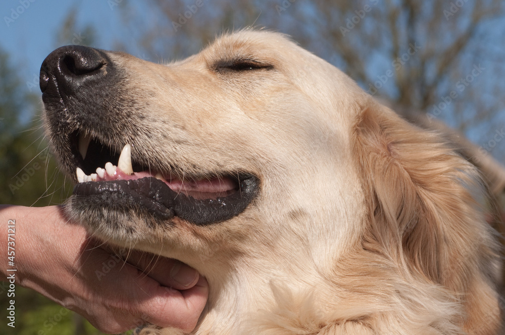 Hand strokes a Golden Retriever over his neck and chin. The dog enjoys it, his eyes are closed Hand strokes a Golden Retriever over his neck and chin. The dog enjoys it, his eyes are closed