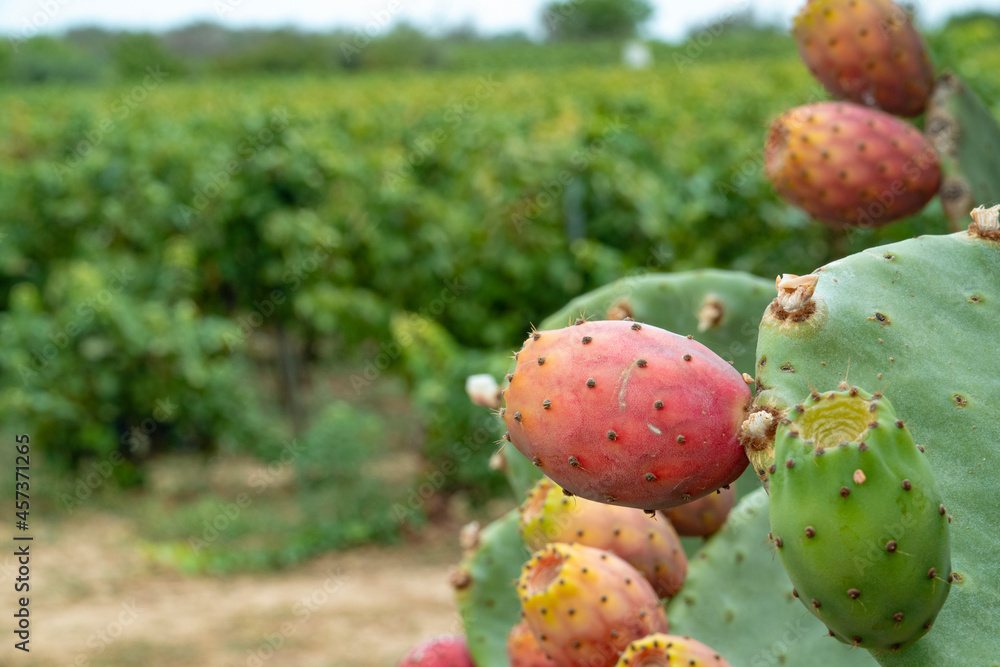 Apulia (Italy). August 2021. Prickly pears, summer in Italy Apulia (Italy). August 2021. Prickly pears, summer in Italy