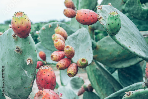 Apulia  Italy . August 2021. Prickly pears  summer in Italy   