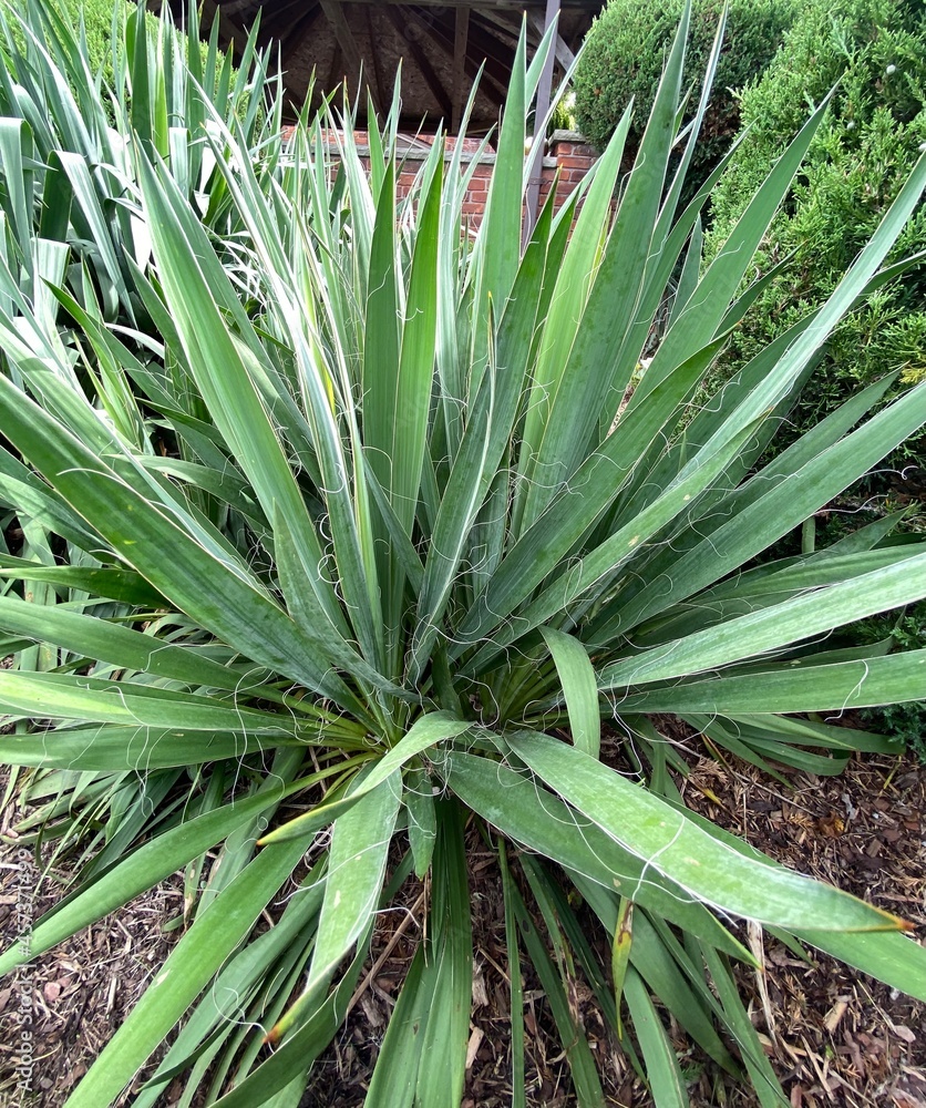 Obraz premium aloe vera plant
