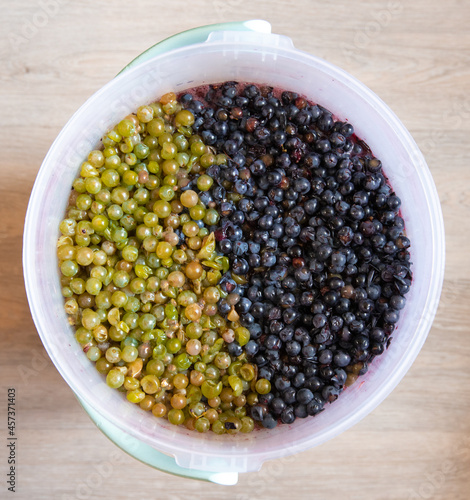 Grape pulp of red wine from a dark grape variety