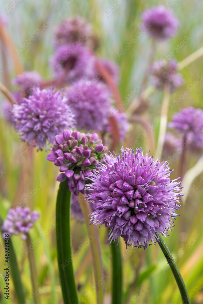 German garlic (Allium senescens) edible alliums German garlic (Allium senescens) edible alliums
