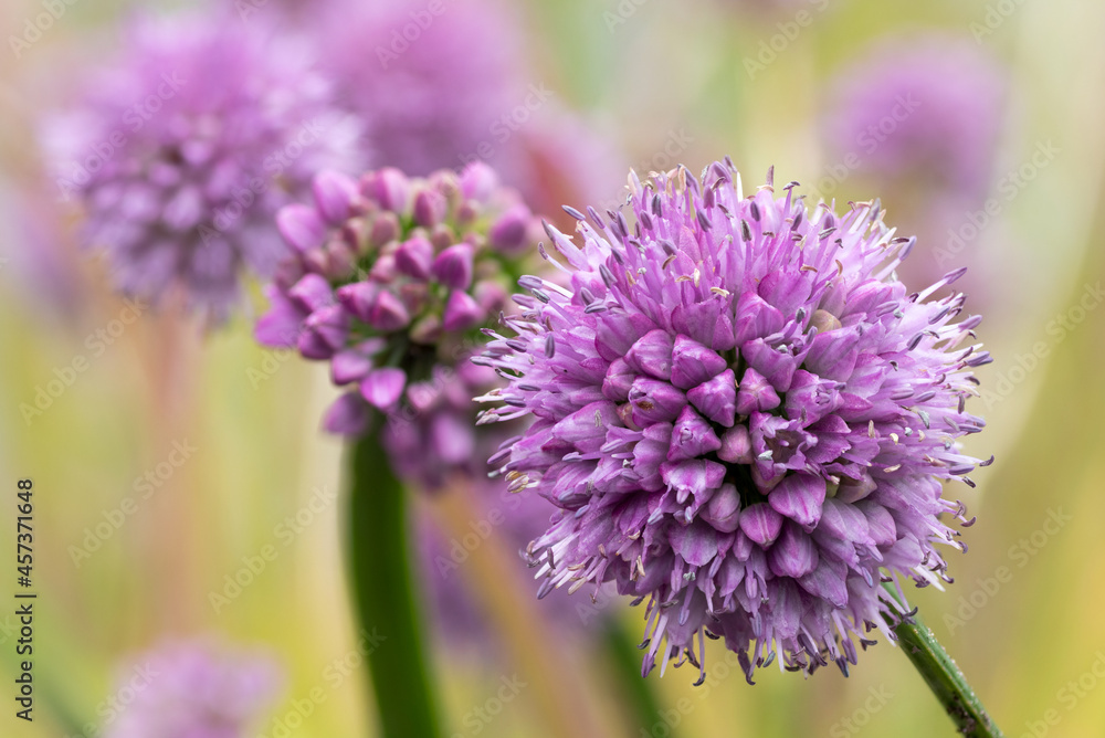 German garlic (Allium senescens) edible alliums German garlic (Allium senescens) edible alliums