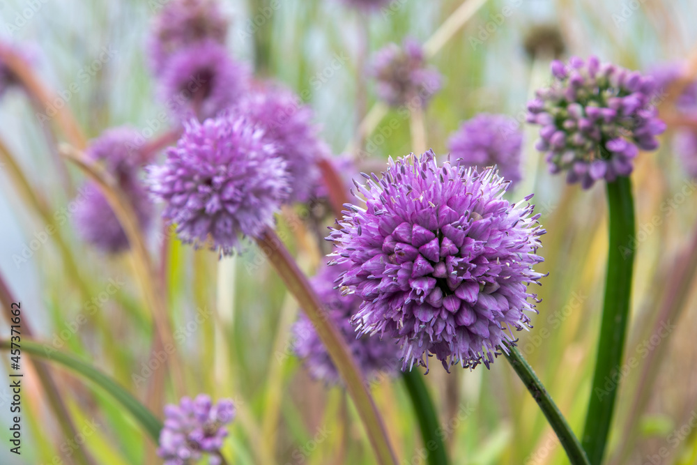 German garlic (Allium senescens) edible alliums German garlic (Allium senescens) edible alliums