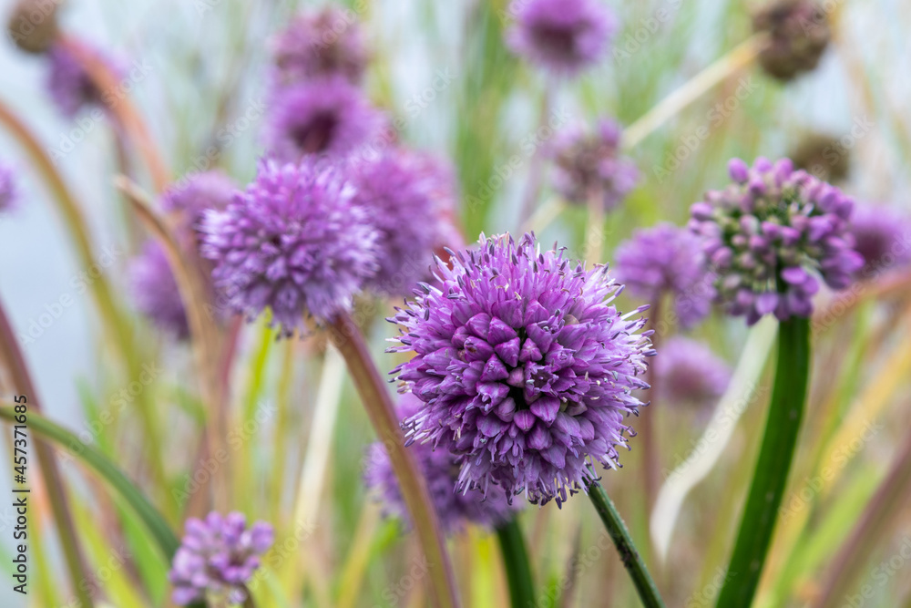 German garlic (Allium senescens) edible alliums German garlic (Allium senescens) edible alliums