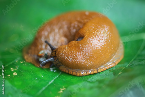 Makro closeup of one slimy wet snail (arion rufus) on green leaf with respiratory pore