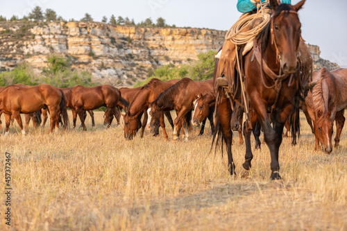 Herd of ranch horses in Montana grazing in the Pryor Mountains. photo