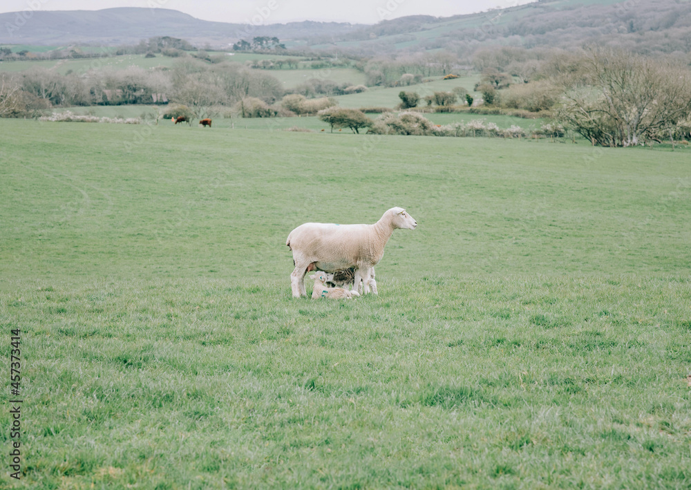 Sheep and it's lambs on a green filed in the English countryside Sheep and it's lambs on a green filed in the English countryside