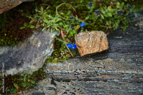 Alpine flowers of Austria on rough land