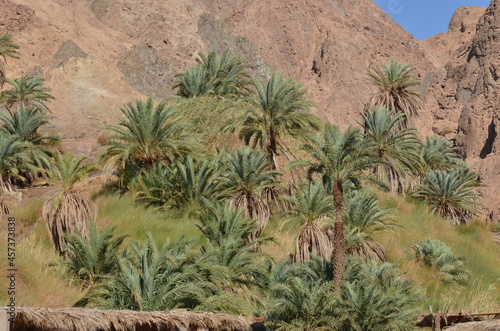 joshua tree in the desert