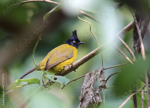 Black-crested bulbul .The black-crested bulbul is a member of the bulbul family of passerine birds. It is found from the Indian subcontinent to southeast Asia. 