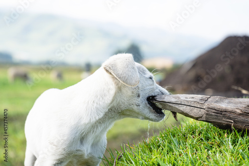 Beautiful baby white dog in the field photo