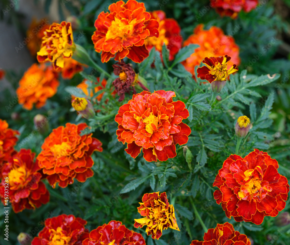 Beautiful Tagetes blooming in a garden