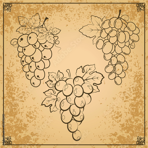 Vector bunches of grapes