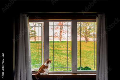 cat sitting on window sill looking outside photo