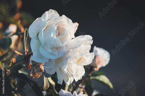 white roses in the golden hour photo