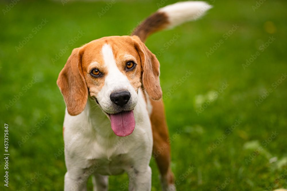 Beagle dog outdoors portrait with tongue out. canine theme
