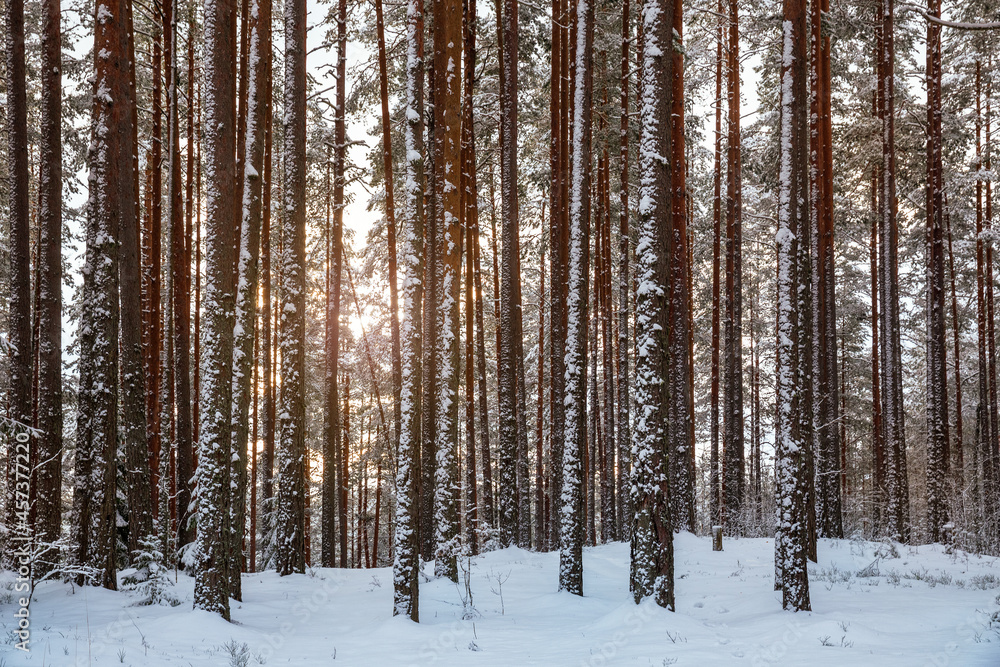 Fototapeta premium Winter forest landscape