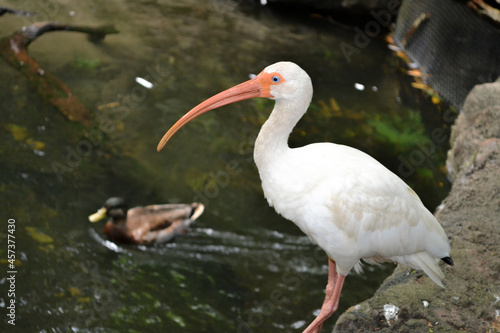 An American white ibis near a lake