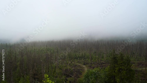 Fast moving fog over dead tree forest