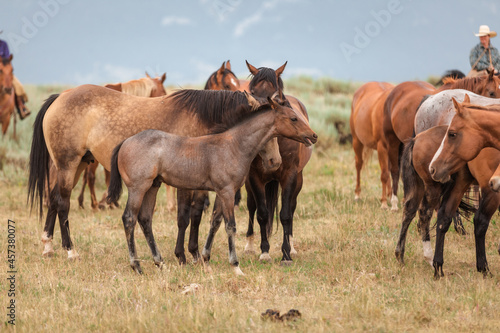 Herd of ranch horses in Montana grazing in the Pryor Mountains. photo