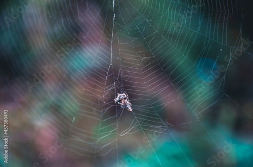 A garden spider on a net catches its prey. Spider (Gasteracantha cancriformis) on a net web