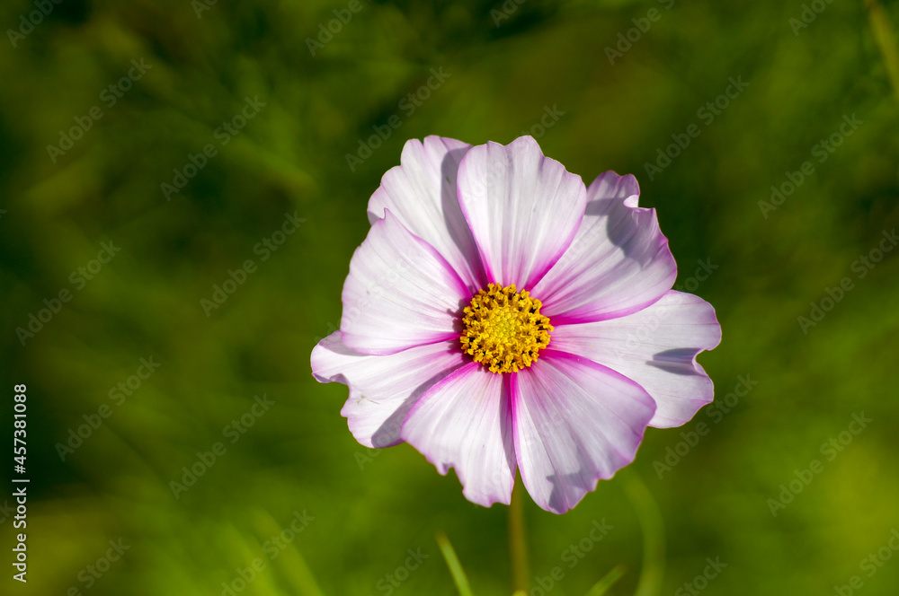 Obraz premium A variety of beautiful summer flowers.