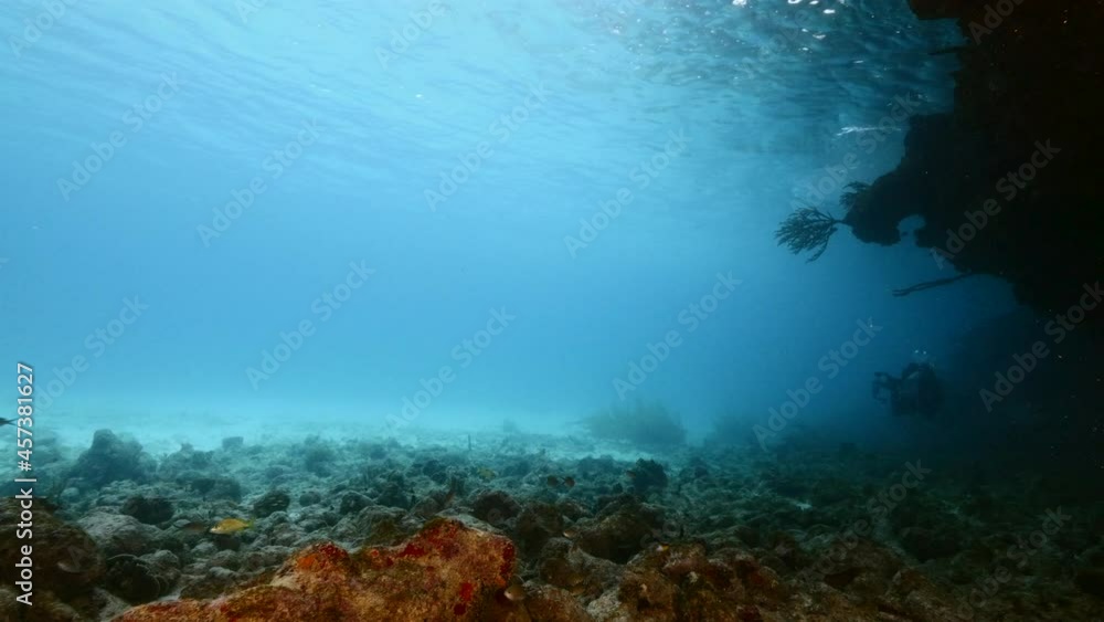 Seascape with various fish, coral and sponge in coral reef of Caribbean Sea, Curacao Seascape with various fish, coral and sponge in coral reef of Caribbean Sea, Curacao