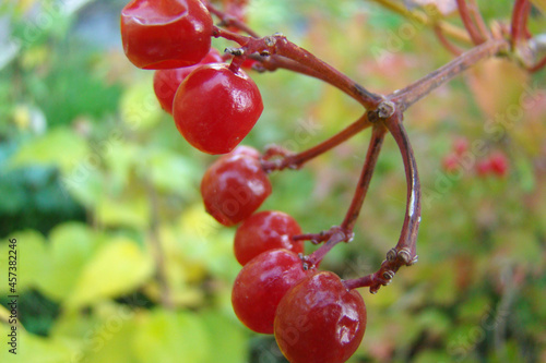Wallpaper Mural cranberry Torontodigital.ca