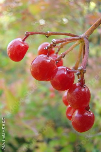 Wallpaper Mural cranberry Torontodigital.ca