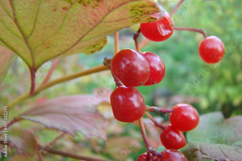Wallpaper Mural cranberry Torontodigital.ca