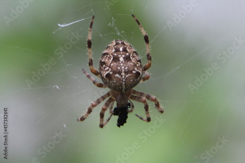 spider on the web © Brian