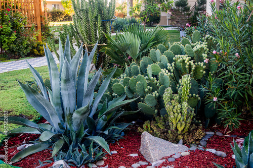 flower bed of different types of succulents and cactuses