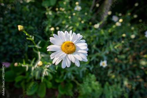 Daisy in garden Biskay Spain photo