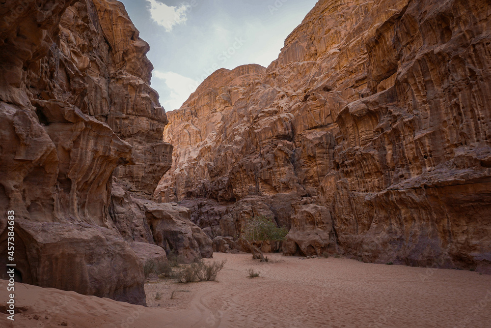 A small tree grows between red relief rocks, Wadi Rum desert, Jordan