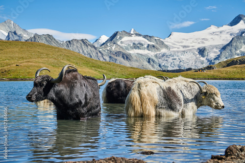 Yaktrekking im Val Hernes photo