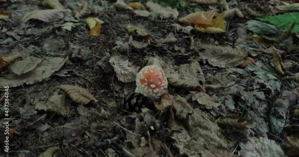 Forest mushrooms grow in a clearing in the forest Forest mushrooms grow in a clearing in the forest