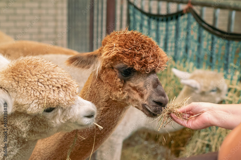 Hand feeding red and brown alpaca. Close up image of an alpaca.