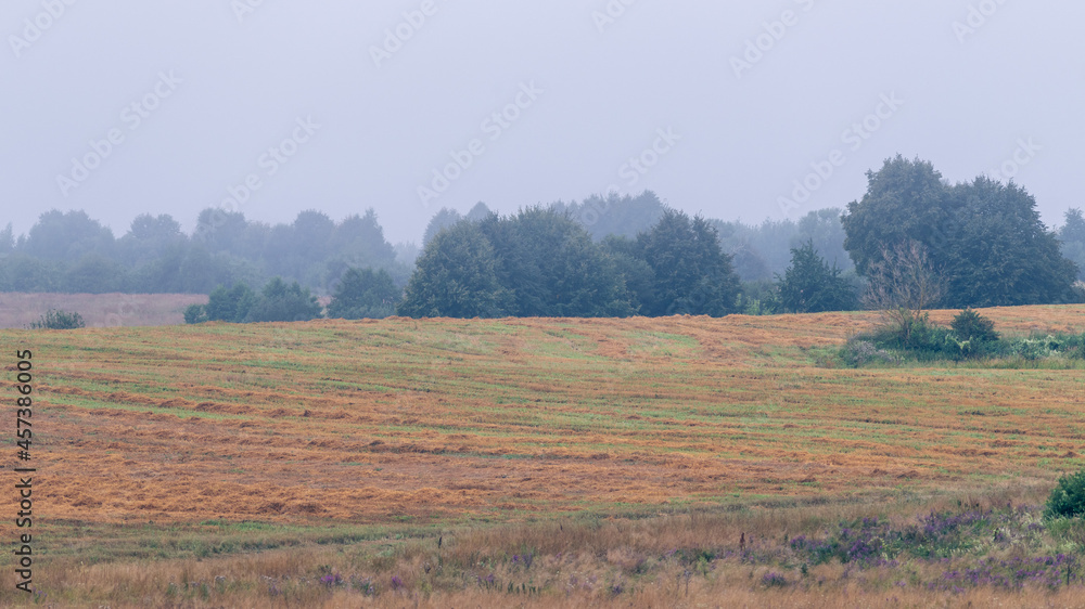 Calm Belarusian landscape. A farm field with the harvest at dawn in a misty haze.