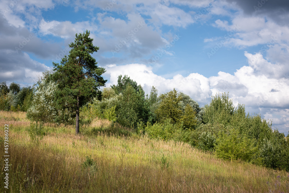 Belarusian summer landscape. Pine tree on the hillside. Blue sky with clouds. Belarusian summer landscape. Pine tree on the hillside. Blue sky with clouds.